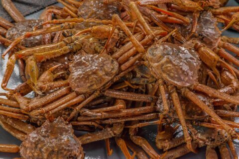 Billions of snow crabs have disappeared from the waters around Alaska