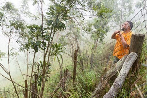 This plant was thought to be extinct until it was rediscovered in a crater on Hawaii