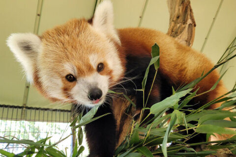 Infamous red panda Rusty dies in Colorado