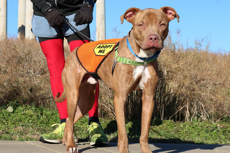 <p>Meet Foreman!</p>
<p>Ready, Set, GO! is Foreman’s motto. Foreman is one of those dogs who just has so much energy. He&#8217;s always ready for activity, and he needs a family that is like-minded. Foreman will need a home that provides lots of physical activities, as well as one&#8217;s that work his mind. He&#8217;s like the Energizer Bunny — he just keeps on going! Chew toys will for sure be on his holiday list. Foreman would also love to show off what a quick learner he is at training classes. If you&#8217;re looking for a running buddy who will also provide you with endless love, make a date to meet Foreman soon — he’s waitin&#8217; for ya! Visit <a href="http://www.humanerescueallianceorg">www.humanerescueallianceorg</a> to learn more.</p>
