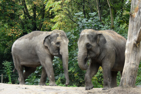2 Asian elephants move in at National Zoo and Conservation Biology Institute
