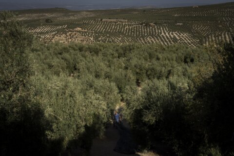 Drought tests resilience of Spain’s olive groves and farmers