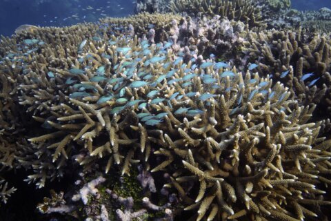 Australia argues against ‘endangered’ Barrier Reef status