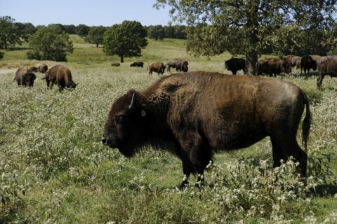 Bison’s relocation to Native lands revives a spiritual bond