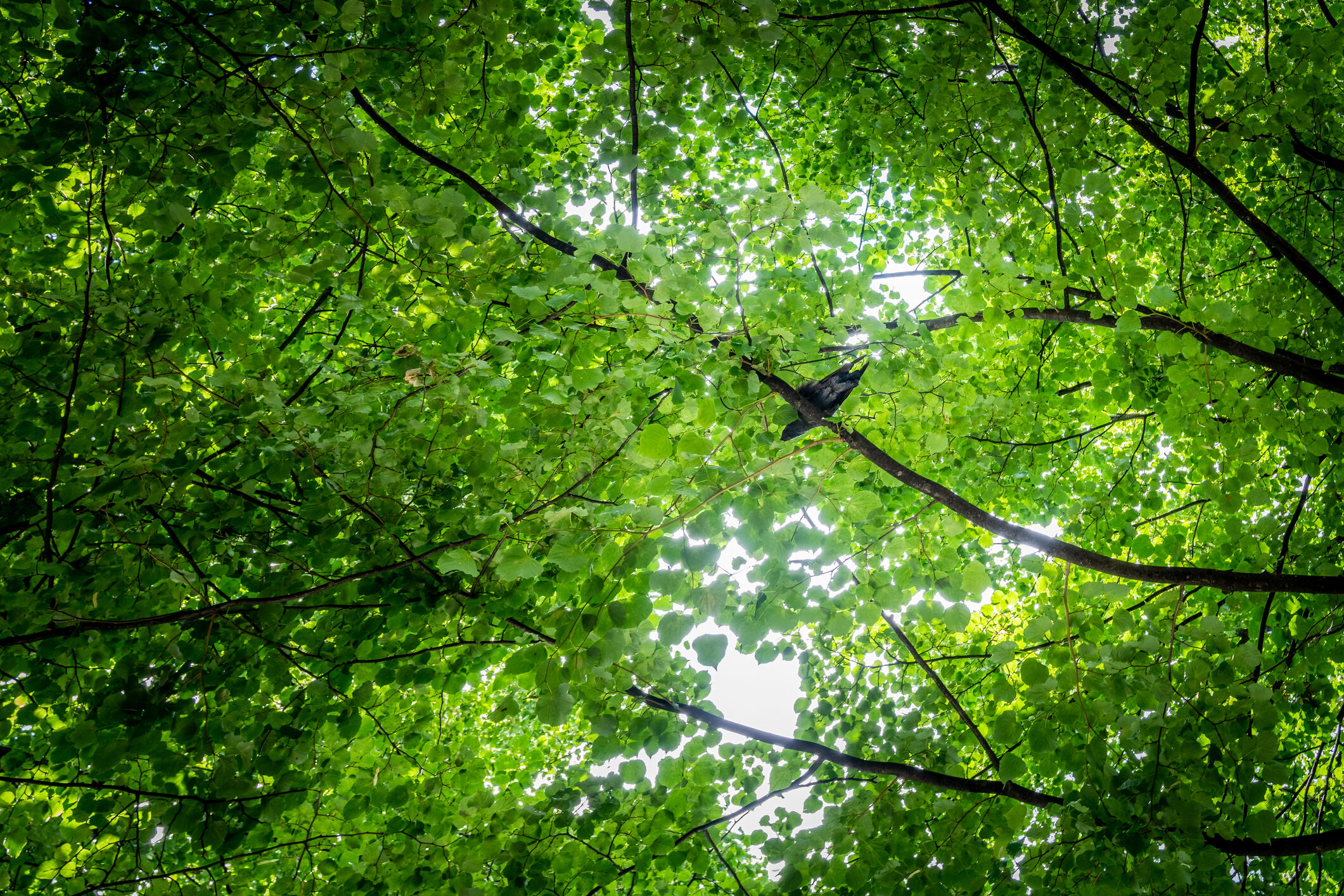 World’s heaviest flying bird uses plants to self-medicate, scientists ...