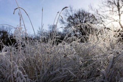 Freeze warning Sunday night in DC area with winterlike temps expected
