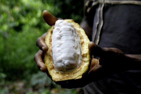 Cocoa farmers fear climate change lowering crop production