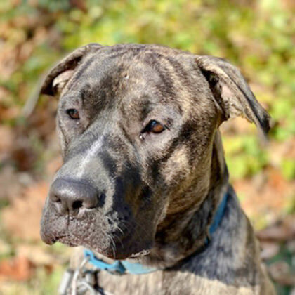 <p>Meet Jason!</p>
<p>Jason is the Humane Rescue Alliance&#8217;s resident social butterfly and certified wingman. He&#8217;s the life of the party, a textbook extrovert, and brings out the best in everyone he meets – especially children (who can handle all 70-pounds of him) and other dogs. As an extrovert, Jason wants to be where the people are. It’s as if every dog and person he meets are his long-lost best friend. Jason loves short walks to the treat container, play dates with his doggy friends, going on &#8220;sniffaris&#8221;, and snuggling up on chilly Autumn days. Plus, he knows how to get creative when it comes to napping; he will put his head on almost anything to use as a pillow (even a metal bar stool leg) and he will lie down in the shower, which we think is just the cutest thing ever.</p>
<p>To learn more about Jason, visit <a href="https://adopt.adopets.com/pet/4847be78-dfa0-4fb9-babb-adfd21f71edd?tracking=b4ec94f0-779c-4721-9b94-9fa7a075722d" target="_blank" rel="noopener">humanerescuealliance.org</a>.</p>
