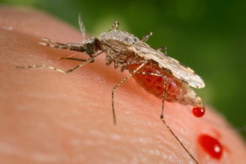 Invasive mosquitoes could unravel malaria progress in Africa