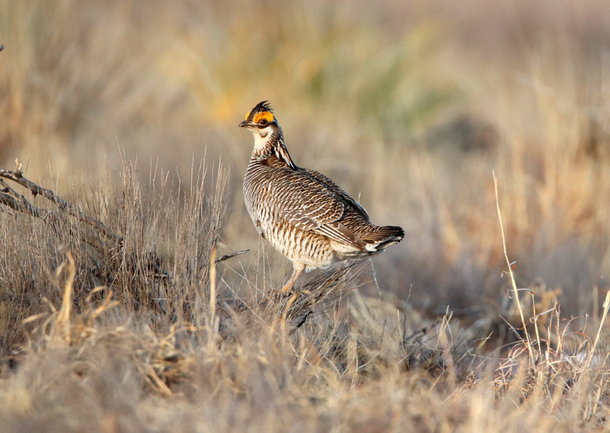 Us Gives Protections To Rare Midwest Bird As Prairie Suffers Wtop News 6953