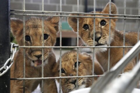 4 lion cubs saved from war in Ukraine arrive at US sanctuary