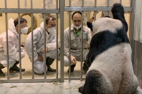 China panda experts visit Taiwan in rare point of contact