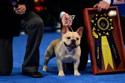 French bulldog named Winston wins best in show at National Dog Show