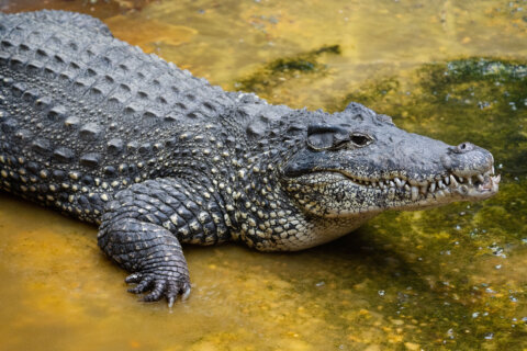 ‘Critically endangered’ crocodile at National Zoo in DC dies from presumed electrical injury