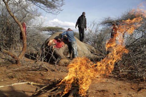 Officials talk biodiversity as drought stunts Kenya wildlife