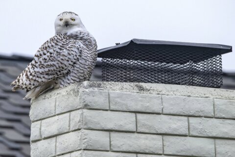 Real snowbird in Southern California? Snowy owl to be exact