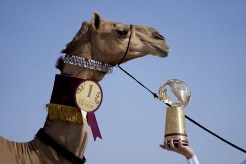 Camel pageant among attractions on World Cup sidelines