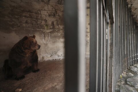 Albania’s last captive bear rescued to Austrian sanctuary