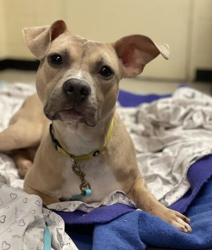 <p>Looking for a petite partner in crime? <strong>Benny </strong>weighs in at 25 pounds and is done growing. He is still waiting for a quiet and calm home to call his own.</p>
