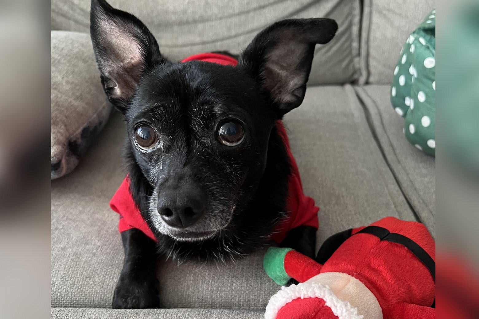 <p><strong>Biscuit</strong>’s new family reports that he is “loving and so sweet.” He shares a home with a chihuahua and a whippet mix.</p>

