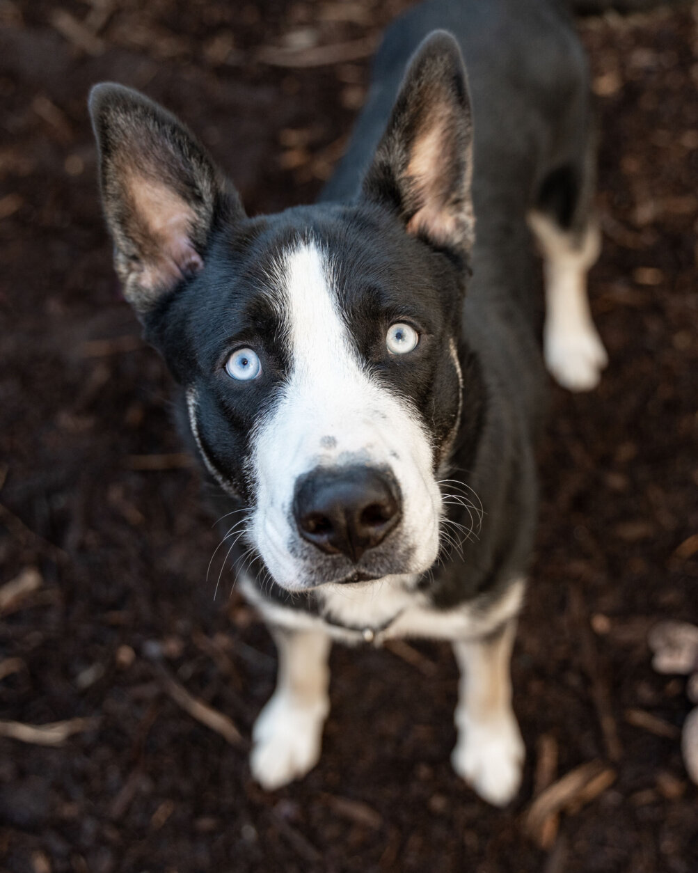 <p>It didn’t take long for <strong>Braden</strong> to get adopted. The former stray’s piercing blue eyes and gentle demeanor landed him a home soon after he arrived at the Humane Rescue Alliance.</p>

