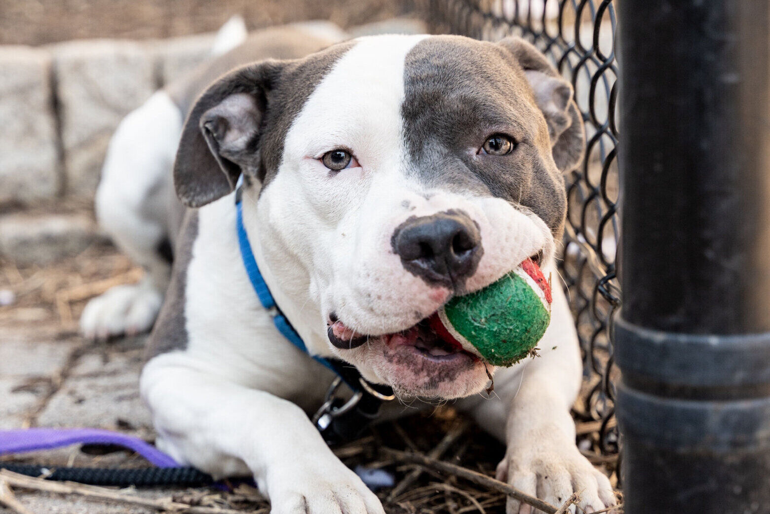 <p><strong>Brock, </strong>who loves tennis balls, has finally found a home with an endless supply.</p>
