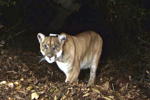 Famed LA cougar P-22 euthanized following health problems