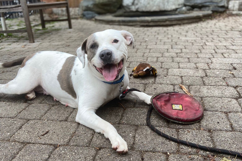 <p><strong>Canela</strong> was adopted shortly after her WTOP appearance and is living the good life in Silver Spring!</p>
<p>&nbsp;</p>
