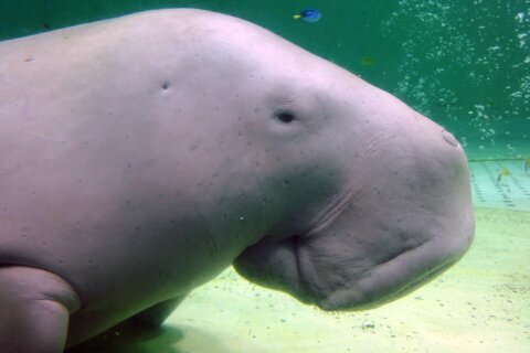 Manatee cousin, abalone among new species facing extinction