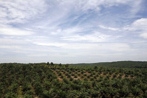 EU agrees deal to ban products which fuel deforestation