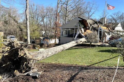 Fallen tree seriously injures Laurel resident