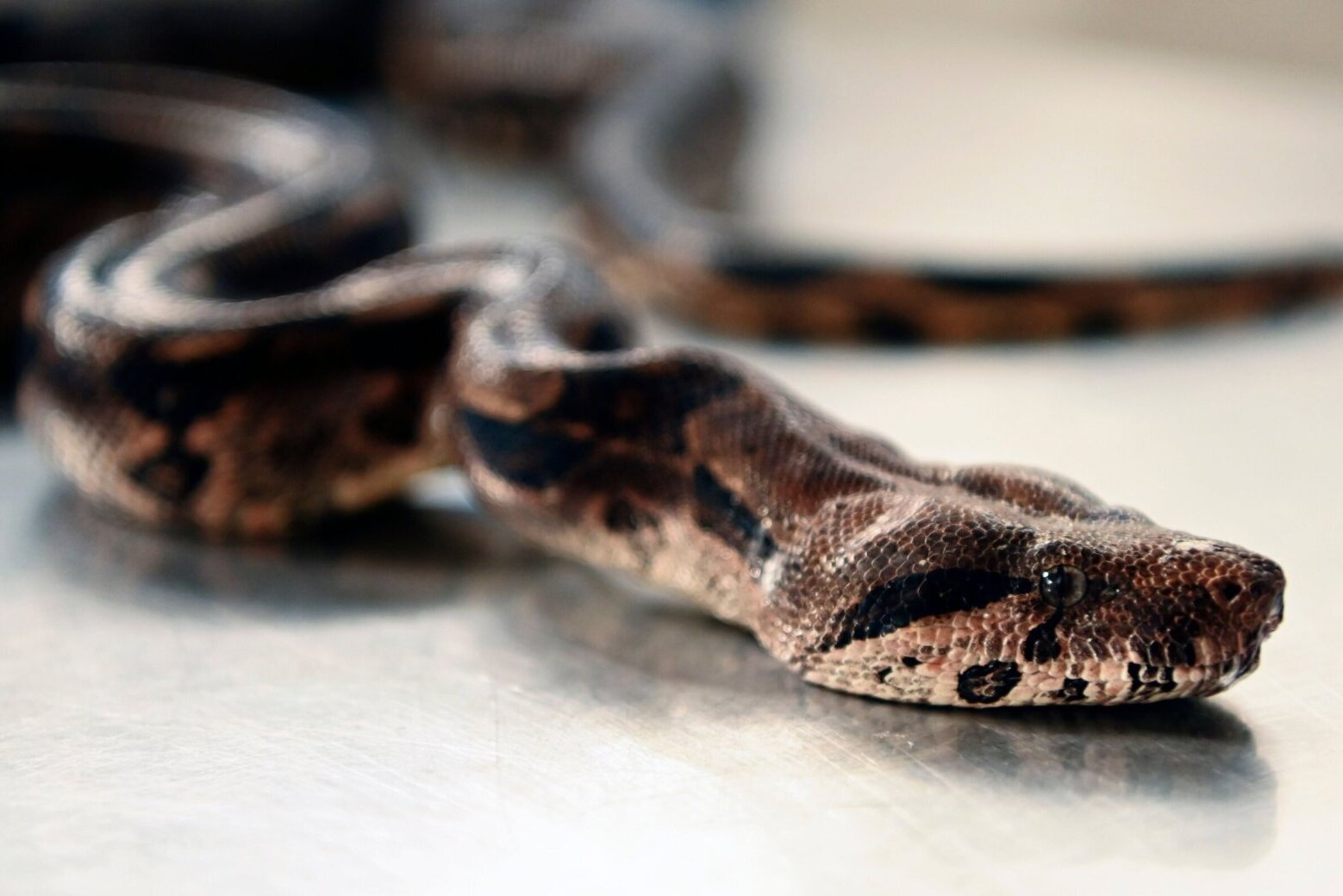 Snakes need help skipping a sticky situation this winter, Va. wildlife ...