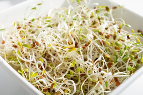 Alfalfa sprouts being recalled after salmonella outbreak