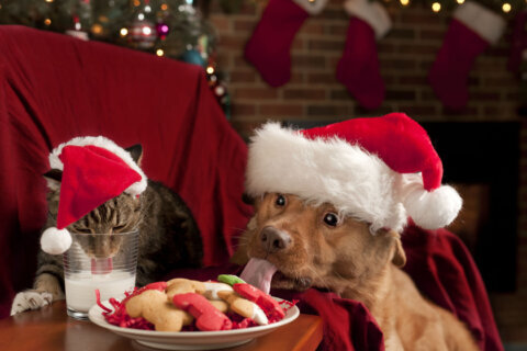 Holiday foods can be toxic to pets — here’s what to know