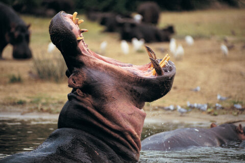 2-year-old boy rescued after being ‘swallowed’ by hippo, Uganda police say