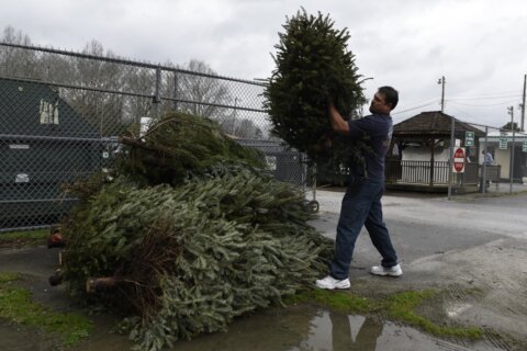 Getting rid of this year’s Christmas tree? You’ve got a few options, depending on where you live