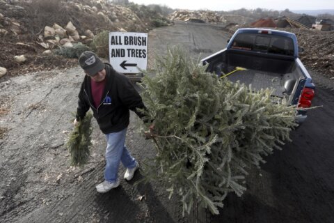 Christmas tree recycling is a good alternative to landfills