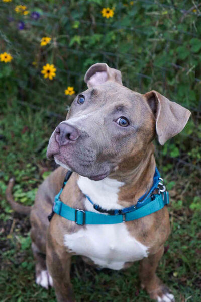 <p><strong>Jordan</strong> is a young and rambunctious pup who is still awaiting his own family in a foster home. He is a volunteer favorite and would love to meet you!</p>
