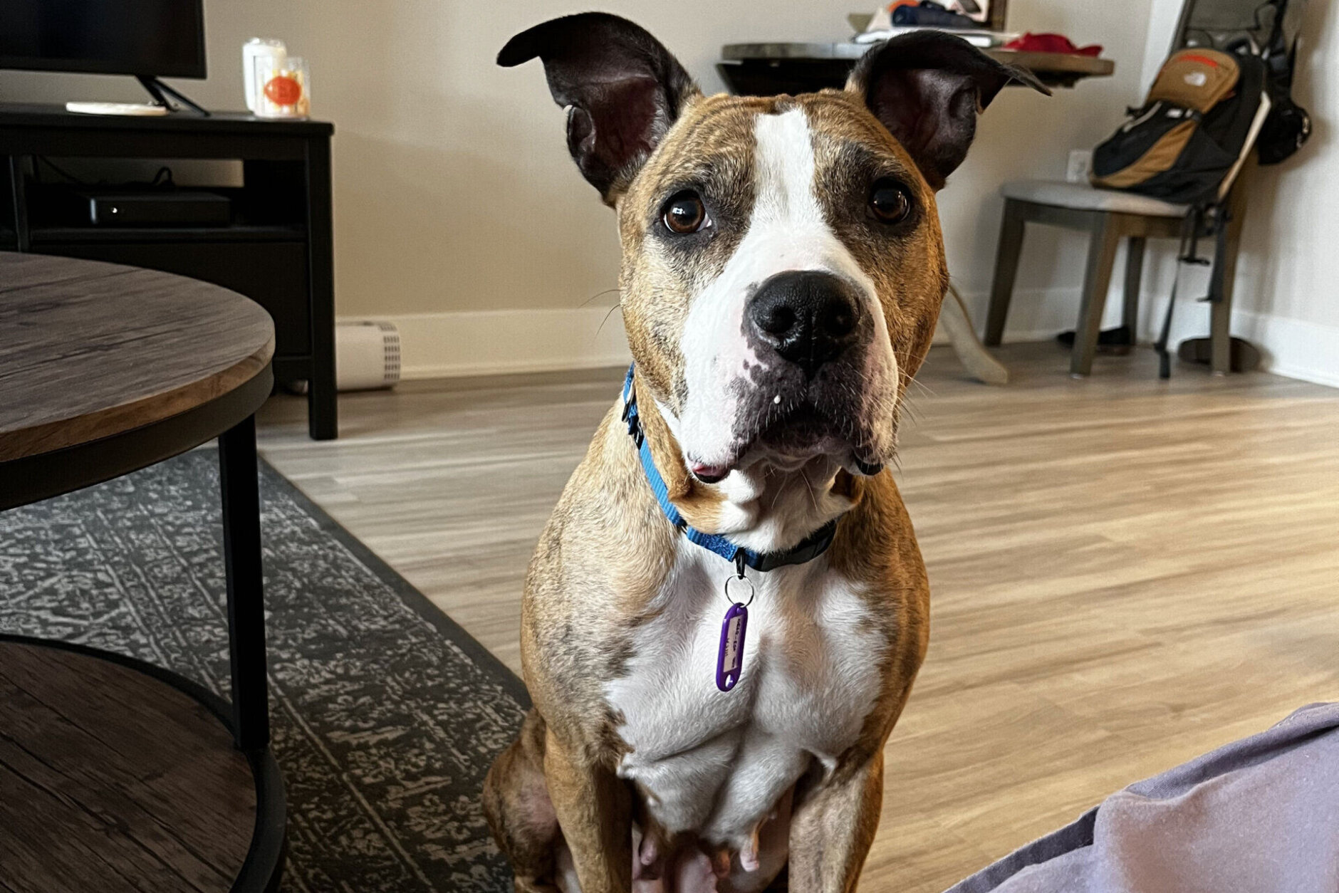 <p><strong>Laney</strong>’s foster mom was smitten by her sweet nature and good manners, so she quickly became a “foster fail.” The pup now enjoys city life in D.C.</p>
