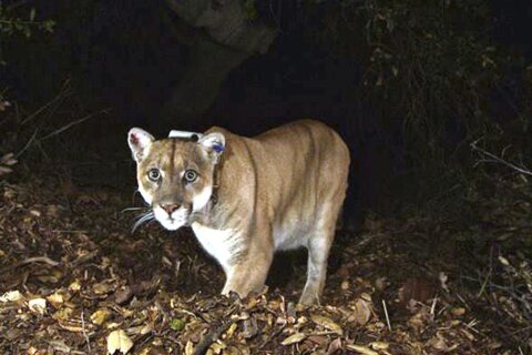 Exam finds famed LA mountain lion may have been hit by car
