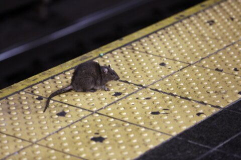 NYC’s rat-fighting mayor fined over infestation at own house