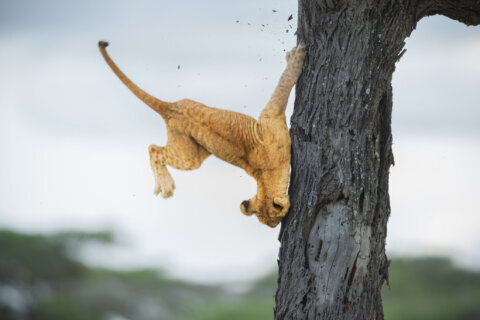 Funny and furry: Winners of the 2022 Comedy Wildlife Photography Awards