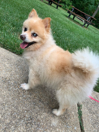 <p><strong>Oaky</strong>, a senior Pomeranian, is enjoying a quiet life in D.C. and still has a lot of pep in his step.</p>
