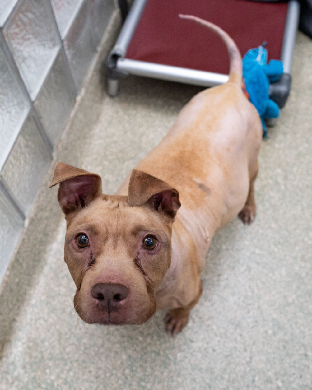 <p>After nearly a year at HRA, staff favorite <strong>Princess Fiona</strong> has a new home. She will continue to get medical care for her Cushing’s disease with her new family.</p>
