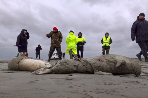 1,700 dead seals found on Russia’s Caspian coast