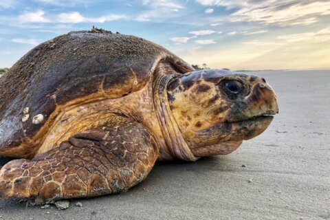 Suit: US ship canal dredging in summer threatens sea turtles