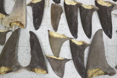 US poised to ban shark fin trade, pleasing conservationists