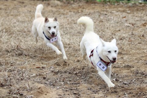 Dogs gifted by North’s Kim resettle in South Korean zoo