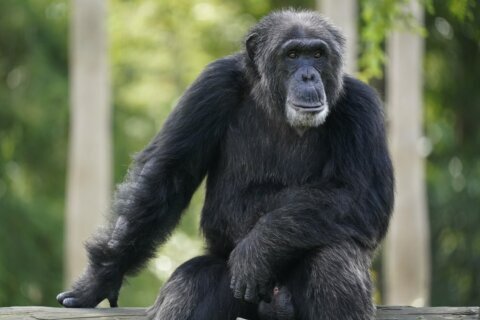 Sweden: chimps euthanized after escaping from zoo enclosure