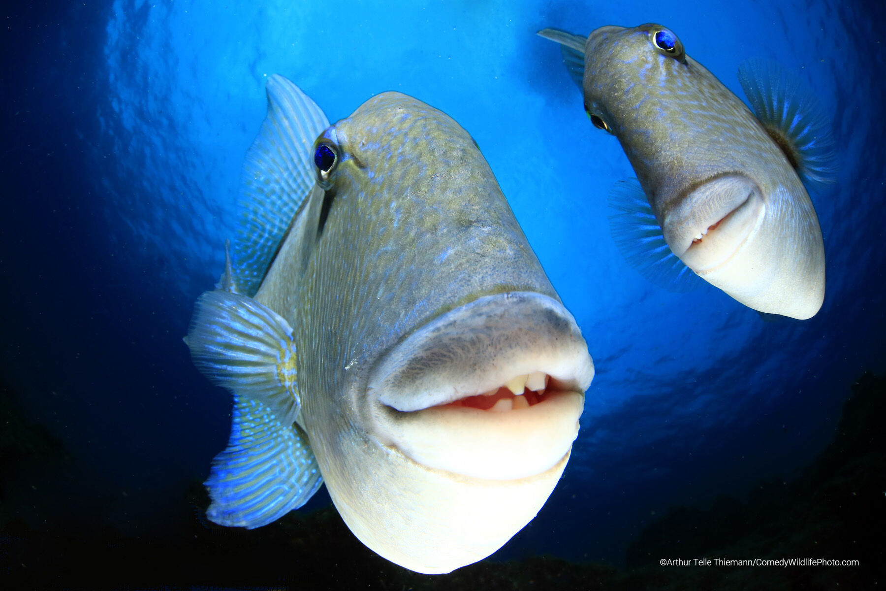 The Comedy Wildlife Photography Awards 2022
Arthur Telle Thiemann
Telde
Spain

Title: "Say cheeeese"
Description: A couple of triggerfish looking into the camera, captured at the Azores.Even they may look funny, these fish can be quite aggressive. In this case they didn't attempt to bite me, but the domeport of my camera housing ended up with some scratches... life is hard... at least it wasn't me who was hurt
Animal: Grey triggerfish, Ballistes capriscus
Location of shot: Faial, Azores